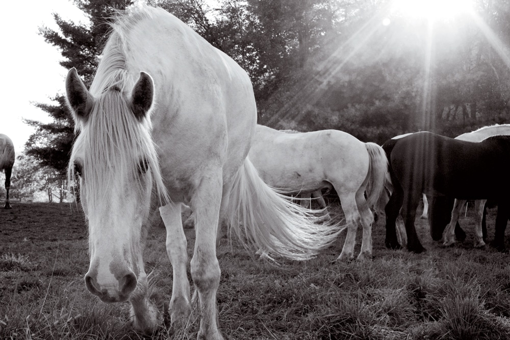 The Promised Land | Blue Star Equiculture Draft Horse Sanctuary