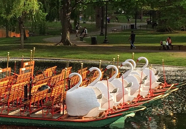 Boston's Swan Boats