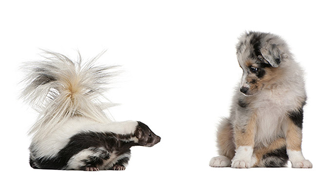 Get Rid of Skunk Odor | Methods to Deskunk Your Dog