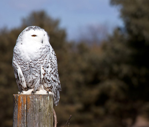 snowy-owl-dt