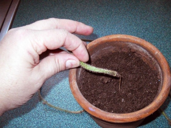 rooting-succulents-dirt-560&#215;420