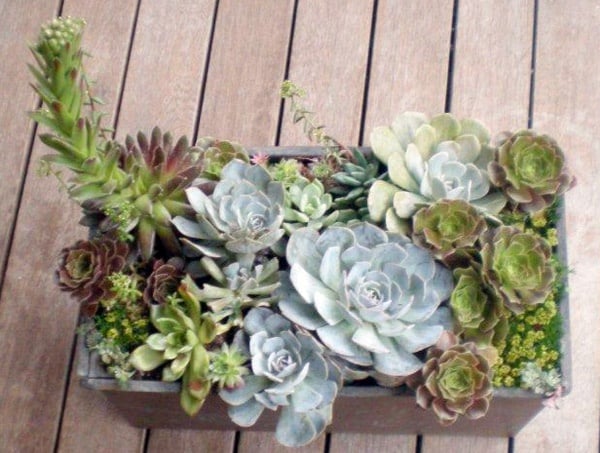 grouped_succulents1