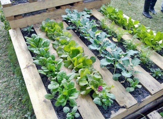 Grow plants in wood pallet garden frames