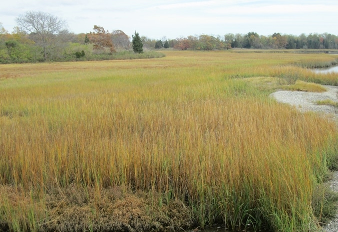 The marsh in Colt State Park turns golden in the fall.