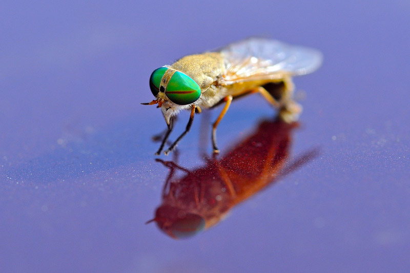 Greenhead Fly