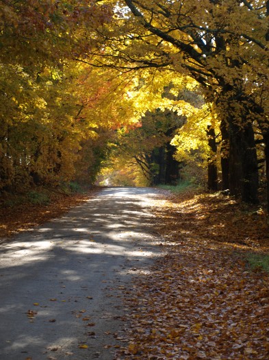 The "golden tunnel" of ancient maples along Seaver Brook Road