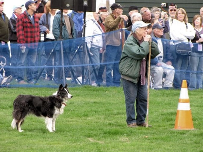Sheep herding dogs have work to do at the festival.
