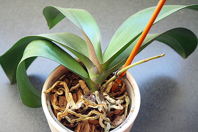 orchid stem growing