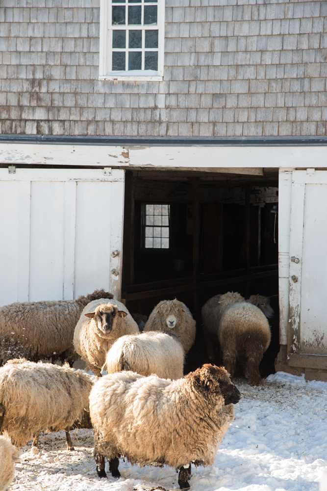 Resident sheep make their home in the bottom floor of the Shaker barn.