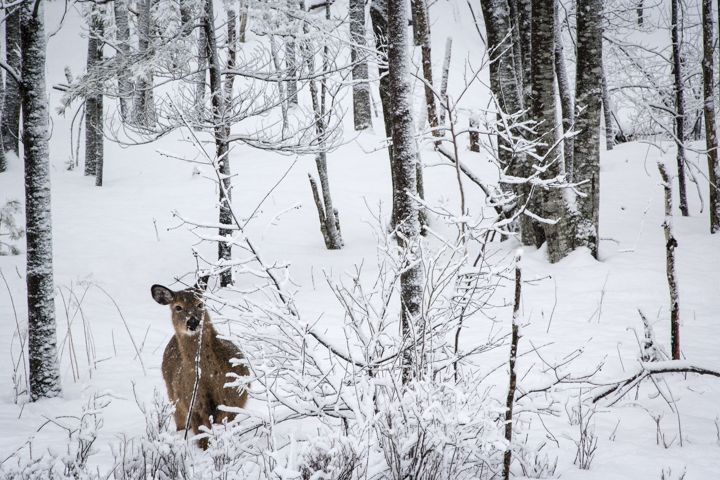 A White-Tailed deer foraging during a winter storm in Acadia National Park.