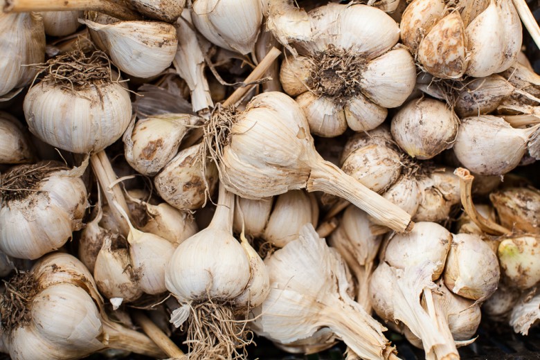 Beautiful garlic heads fill a bin at The Garlic Farm.
