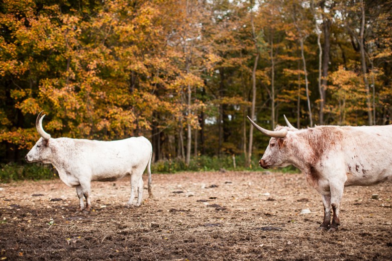 Texas Longhorn Cattle at Thorncrest Farm.