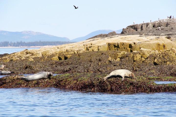 Harbor seals sun themselves on a small, rocky island near Bass Harbor lighthouse.