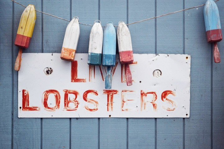 Live Lobsters!