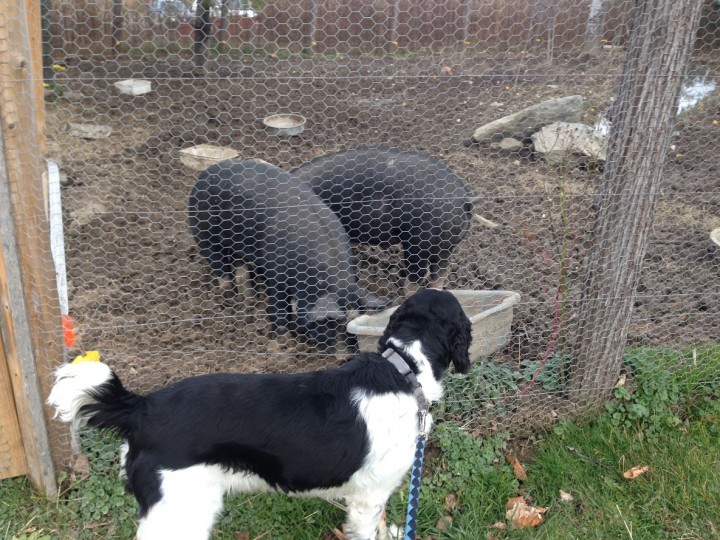 Brewski checking out two pigs in their plush accommodations along the walking trail.