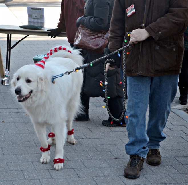 stockbridge christmas dog costume