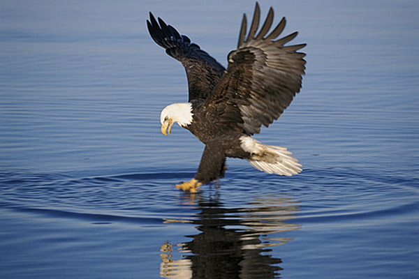 Best Places to See Bald Eagles in New England