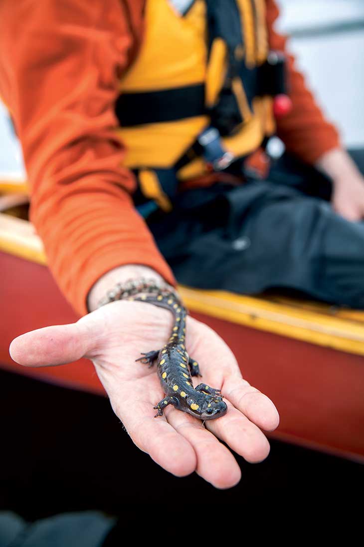 Salamander: “Dom found this yellow-spotted salamander coldly floating in the very middle of Moosehead Lake on day 2, about one mile offshore. We warmed him back to life and dropped him off on the western shore. Perhaps he was frozen in the ice over the winter, or perhaps he was blown out into the lake during a storm. Finding critters like him made the trip more memorable for us.”