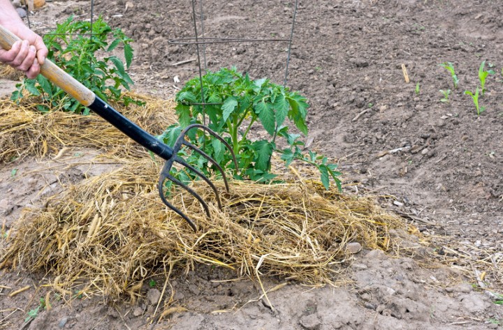 Mulching with straw helps young plants retain moisture.