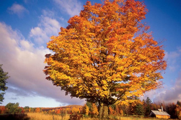 A maple tree in all its glorious fall color towers over a meadow in Johnson, Vermont.