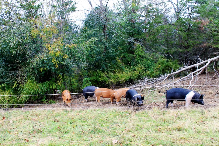 Pigs emerge from the woods