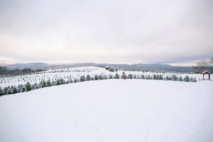 Forty acres of evergreens blanket the hills at The Rocks Estate in New Hampshire’s White Mountains.