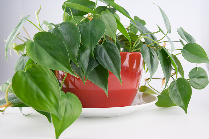 philodendron-dt
