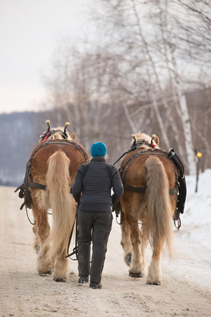 A team of horses end their sleigh day at Trapp Family Lodge. 