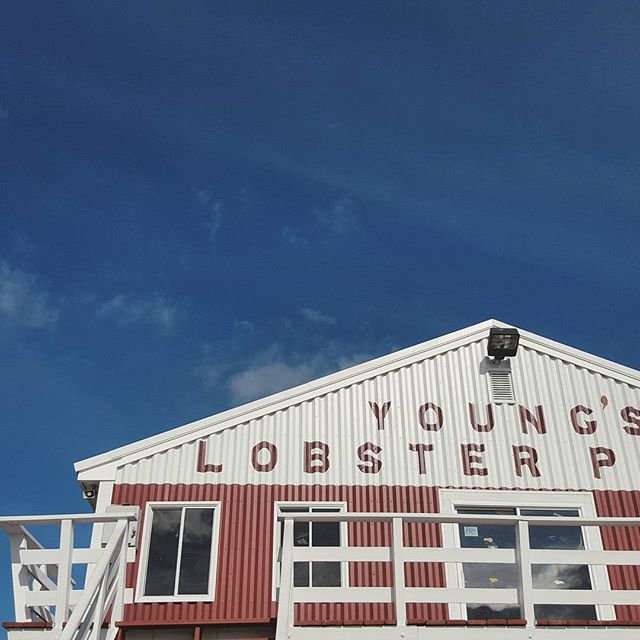 Enjoying the off-season quiet at Young's Lobster Pound.