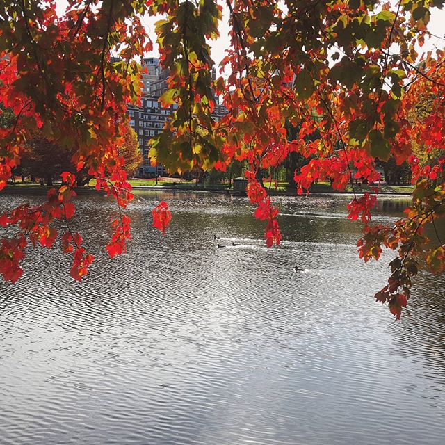 A fall scene in Boston Common.