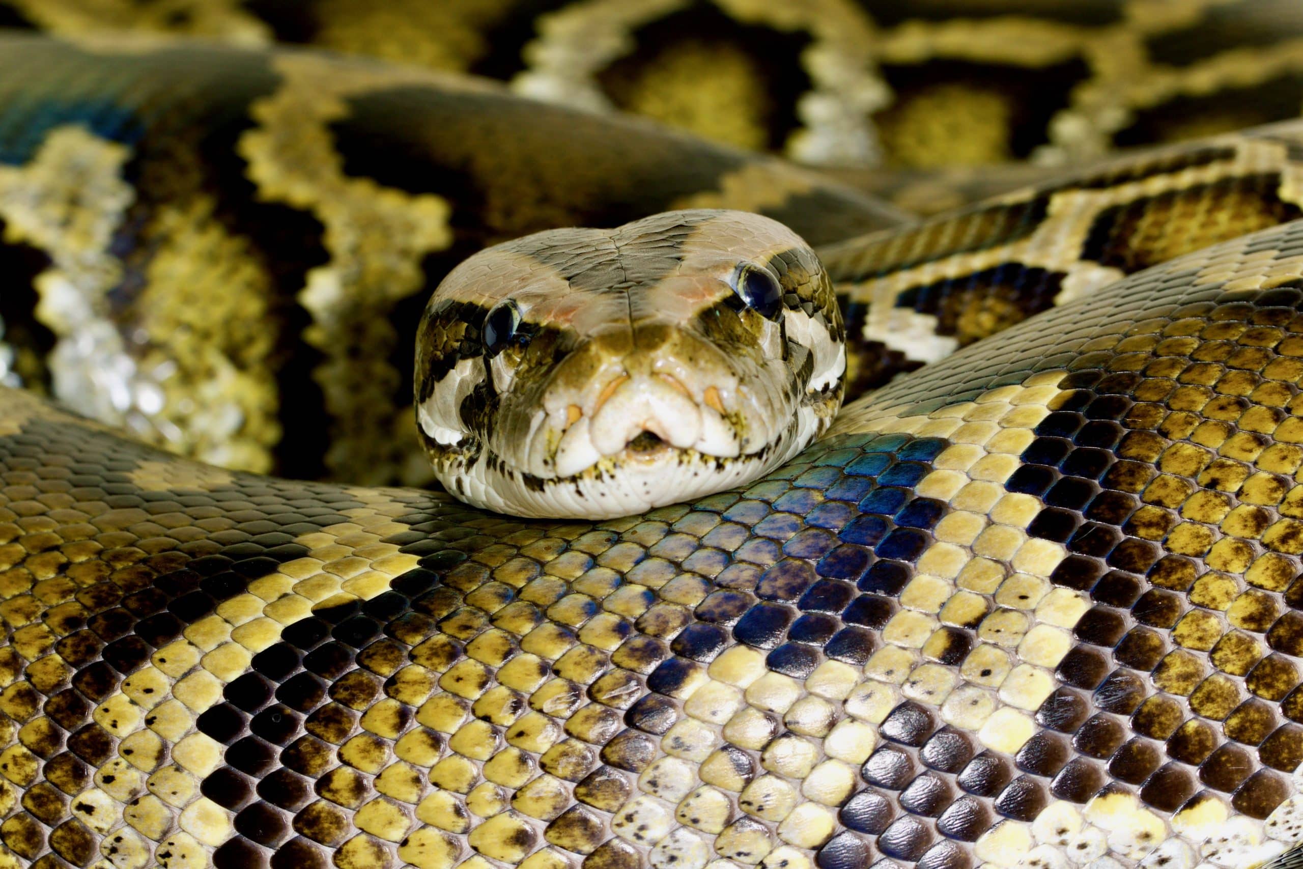 Riverside_Reptiles_Burmese_Python