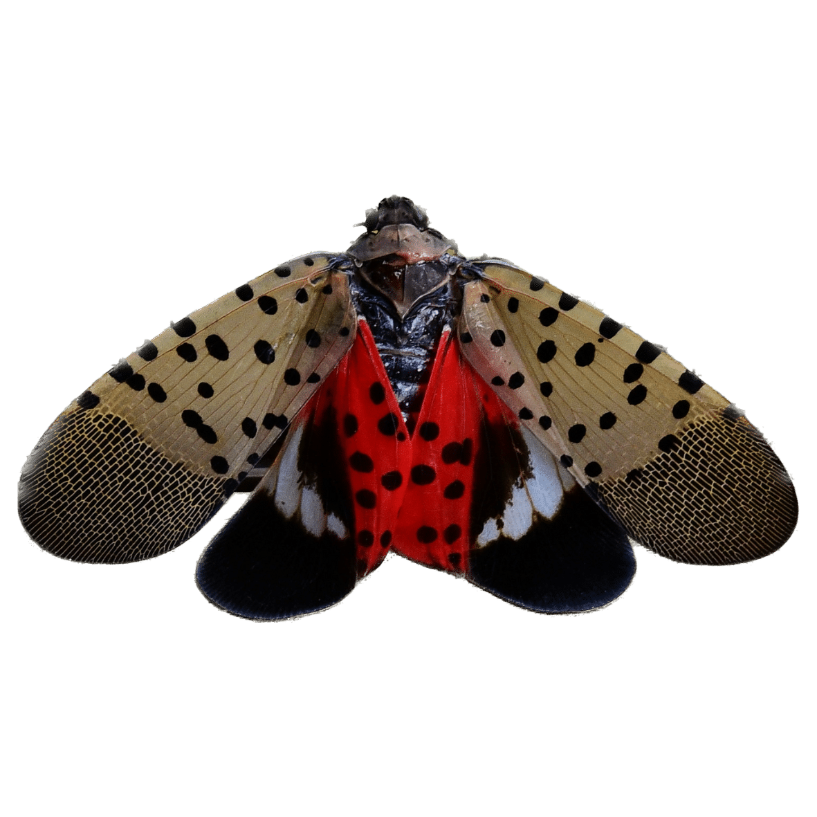 Spotted Lanternfly w Transparent Background