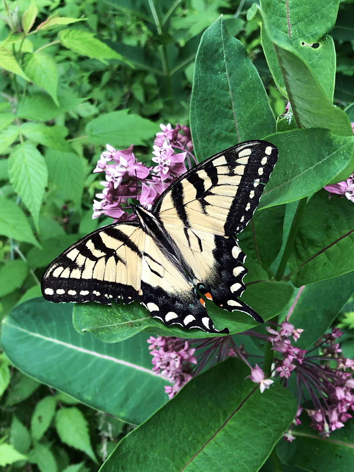 attract-butterflies-milkweed-pixabay