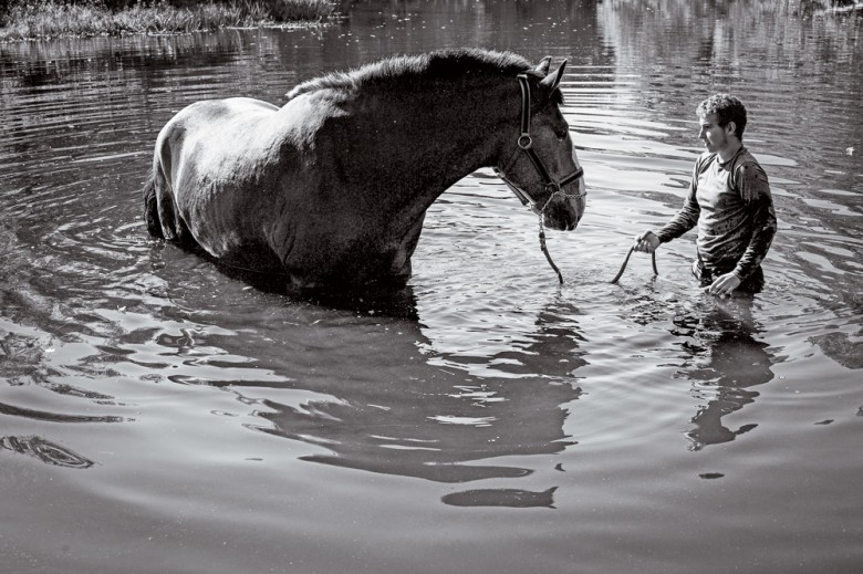 The Promised Land | Blue Star Equiculture Draft Horse Sanctuary