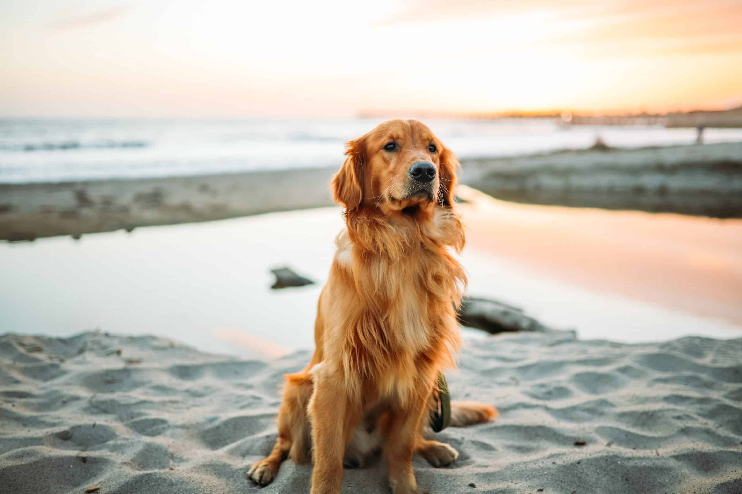 The Best Dog-Friendly Beaches in New England