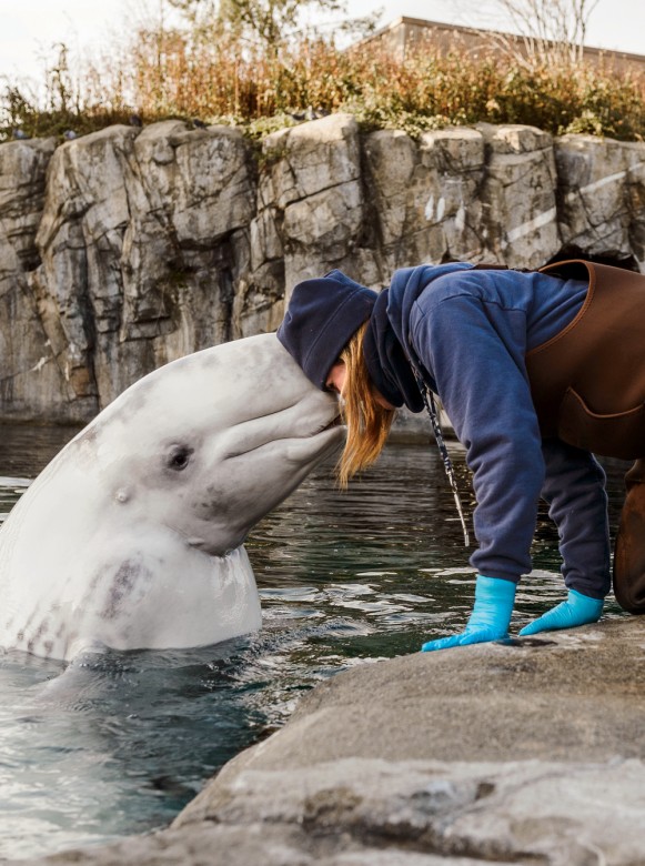 Mystic Aquarium senior beluga whale trainer Carey Richard communes with one of her charges. 