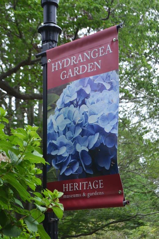 The hydrangea garden at Heritage Museums and Gardens in Sandwich, MA. 