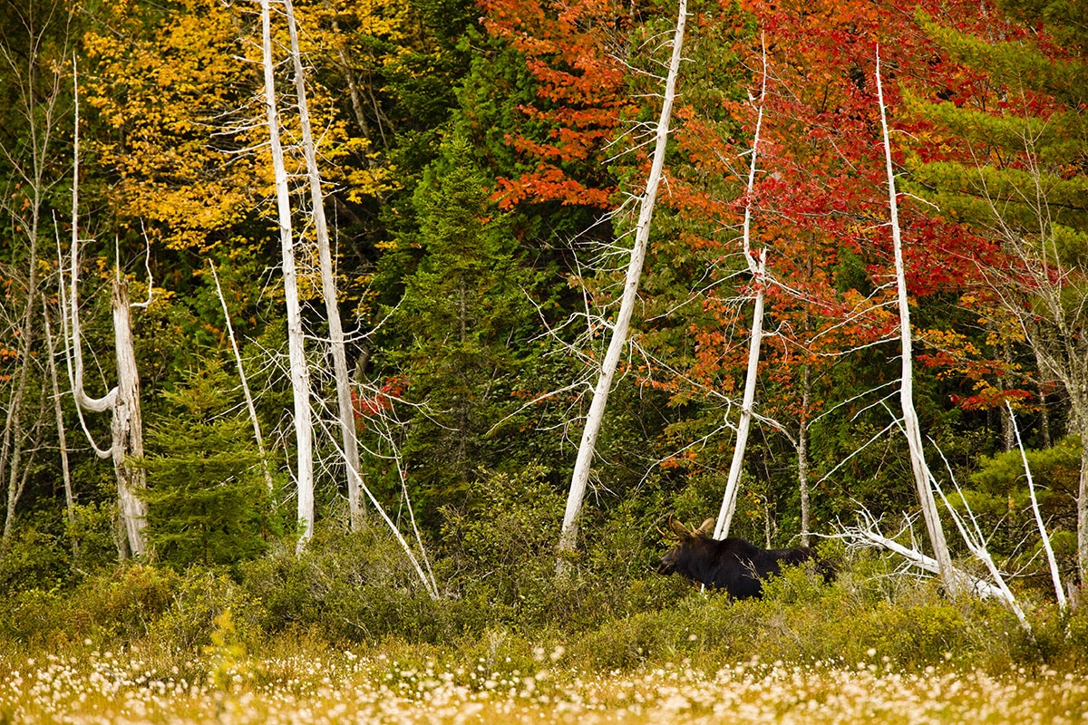 A young bull moose in a marsh on the shoreline of Seboeis Lake near Millinocket, Maine. Fall.