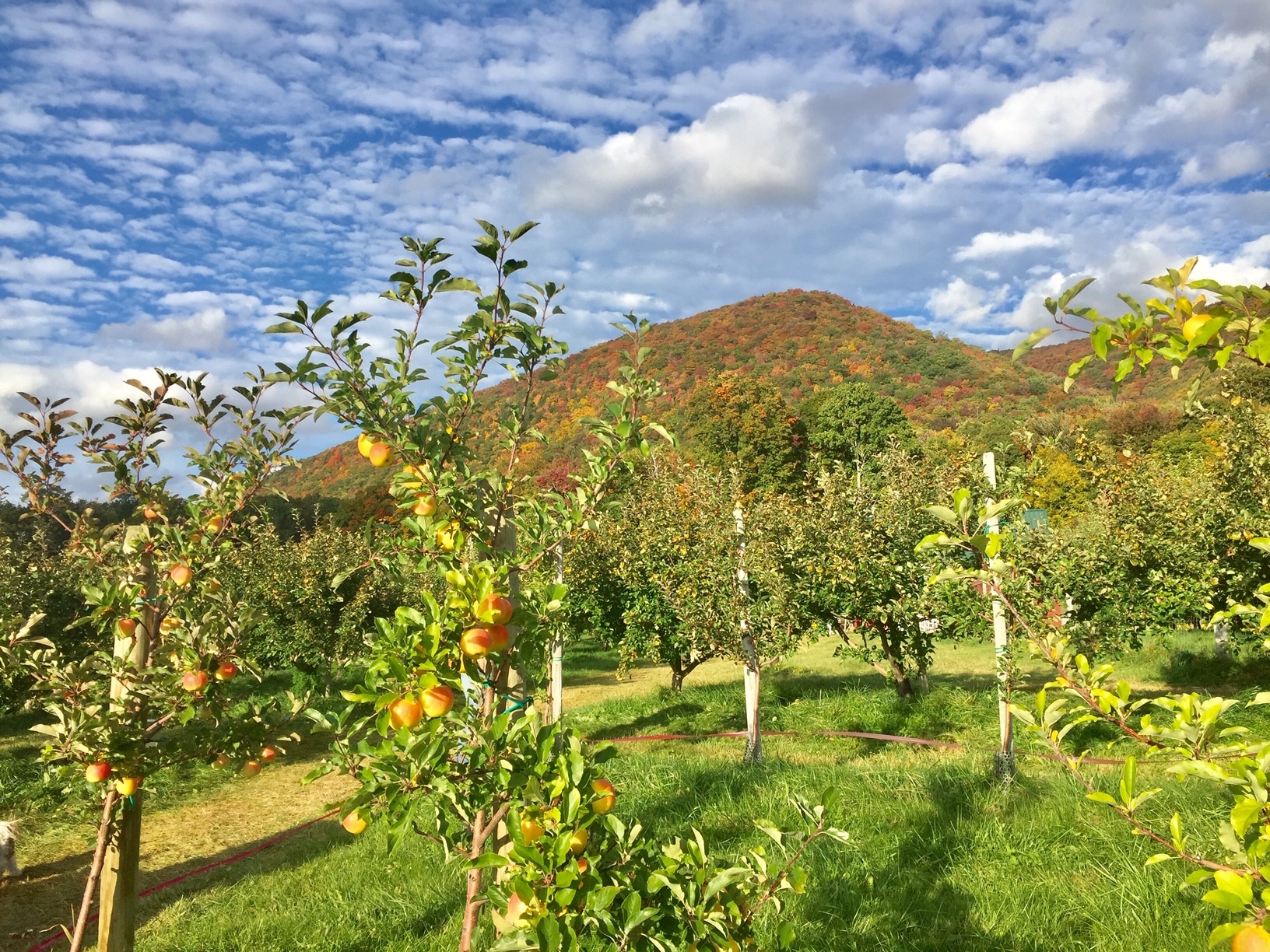 Most-Beautiful-Apple-Orchards-in-New-England1
