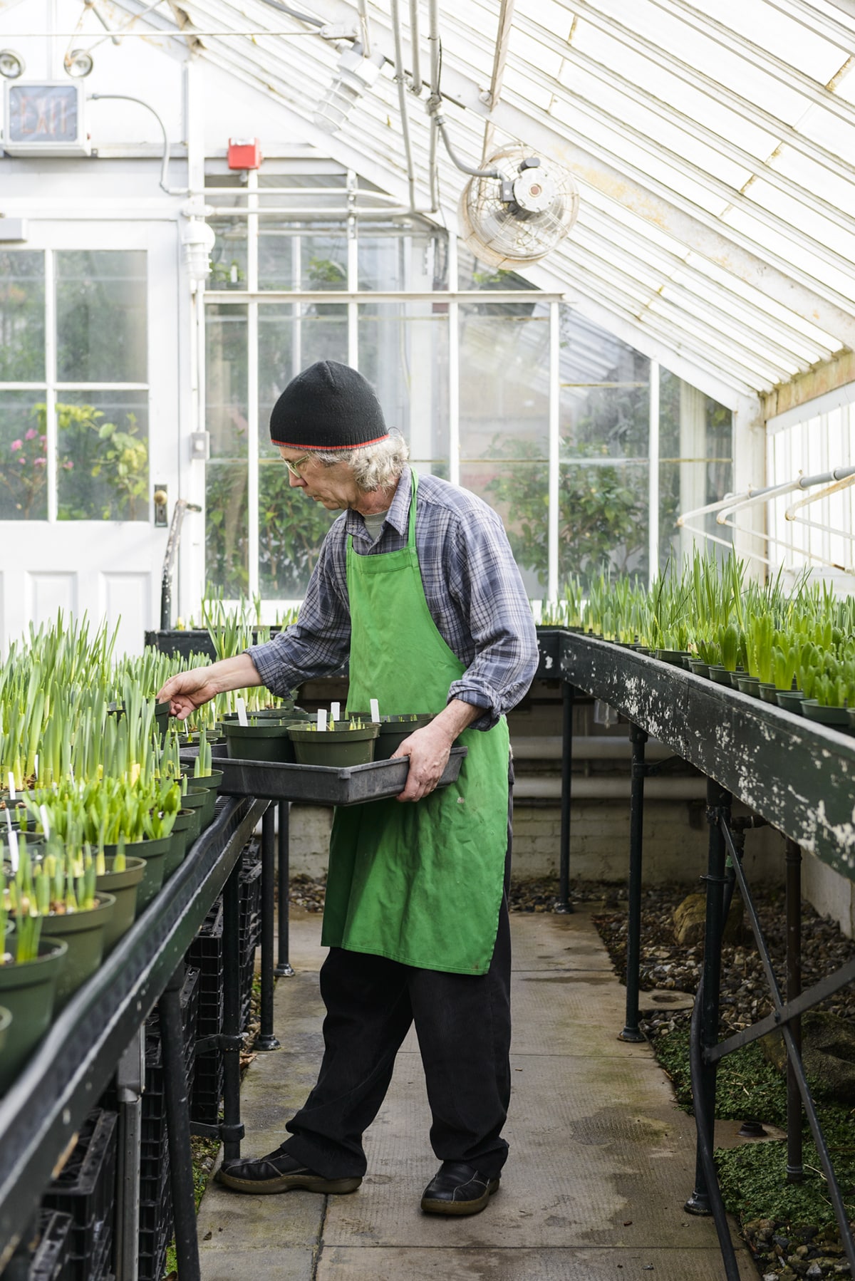 Former Conservatory Manager Rob Nicholson working with bulbs for the annual spring flower show that takes place at the Botanic Garden at Smith College in late March.