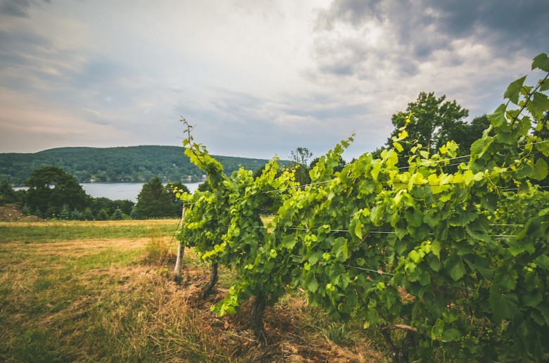 Hopkins Vineyard | Great Wineries in CT