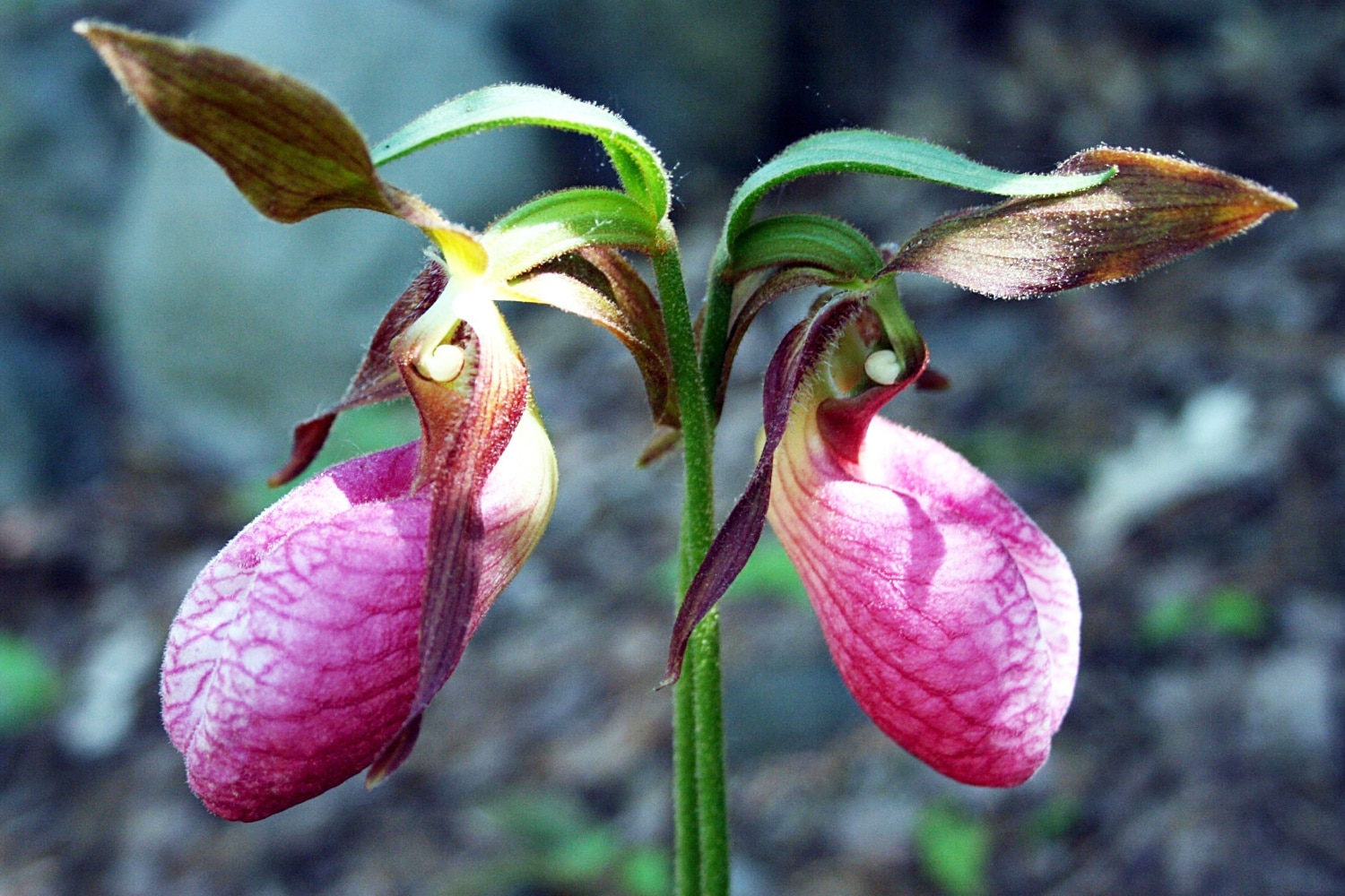 are-lady-slippers-endangered-1500