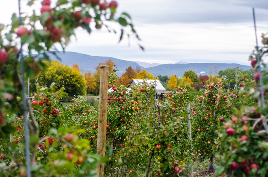 best-apple-orchards-vermont-champlain-orchards