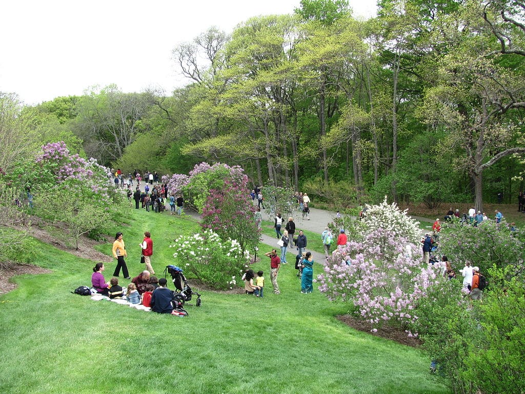 best-of-boston-arnold-arboretum