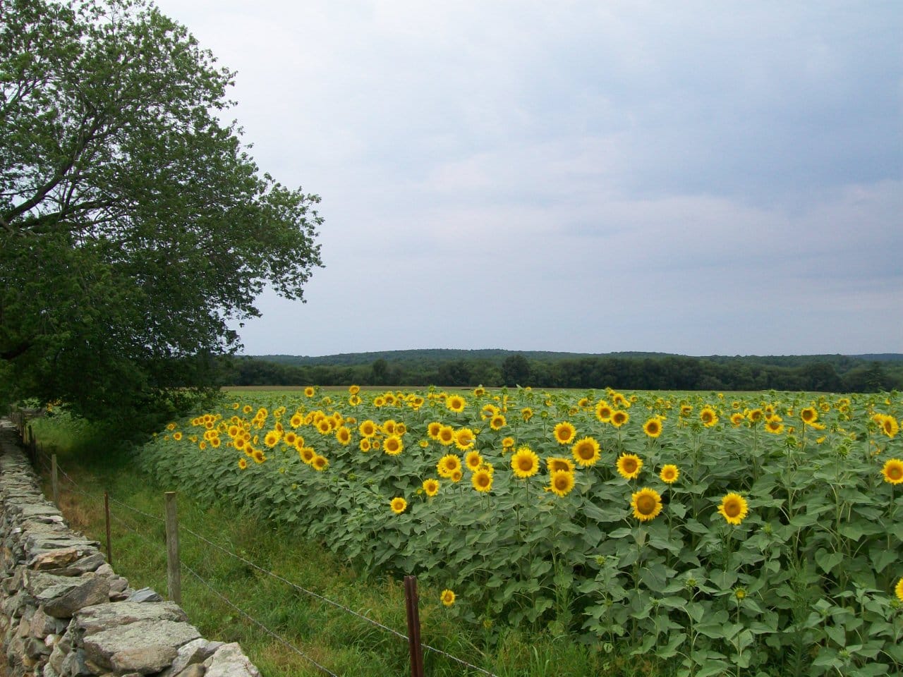 New England Sunflower Farm & Maze Guide