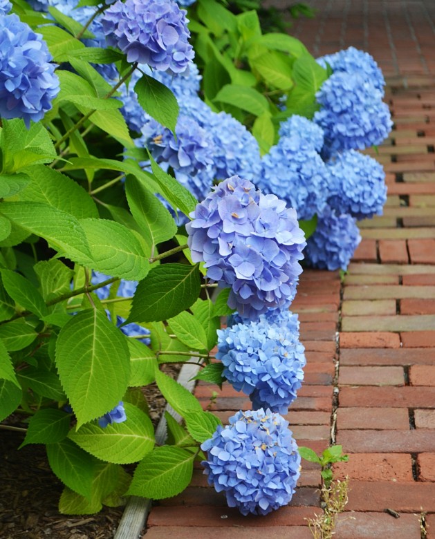 And let's not forget the hydrangea!