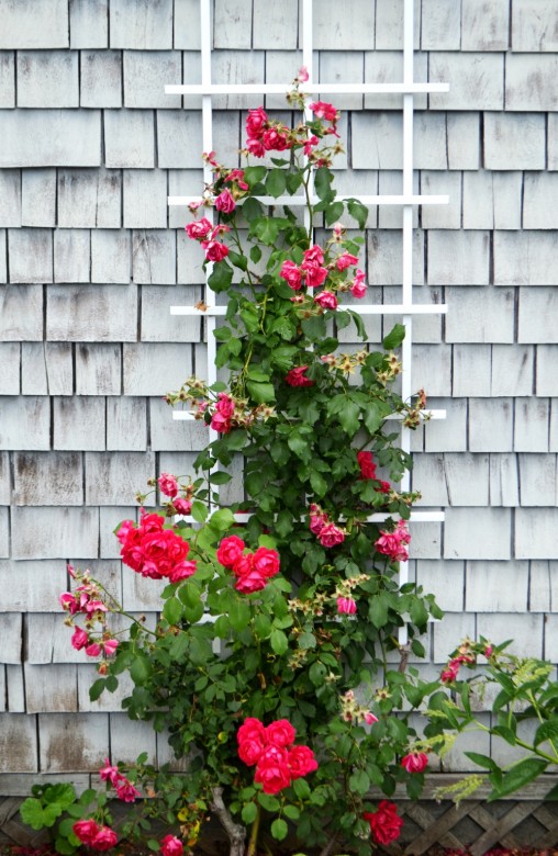 Signs of Cape Cod include weathered shingles and beach roses...