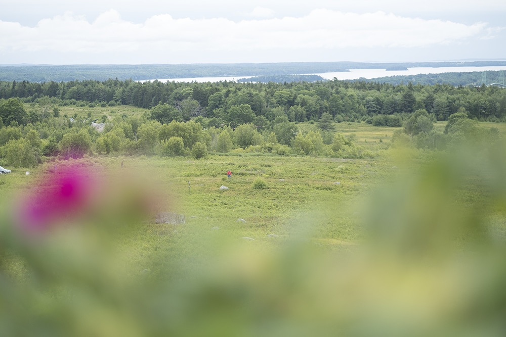 Caterpillar Overlook with beach roses in the foreground and an expanse of blueberry barrens and views to Penobscot Bay beyond.