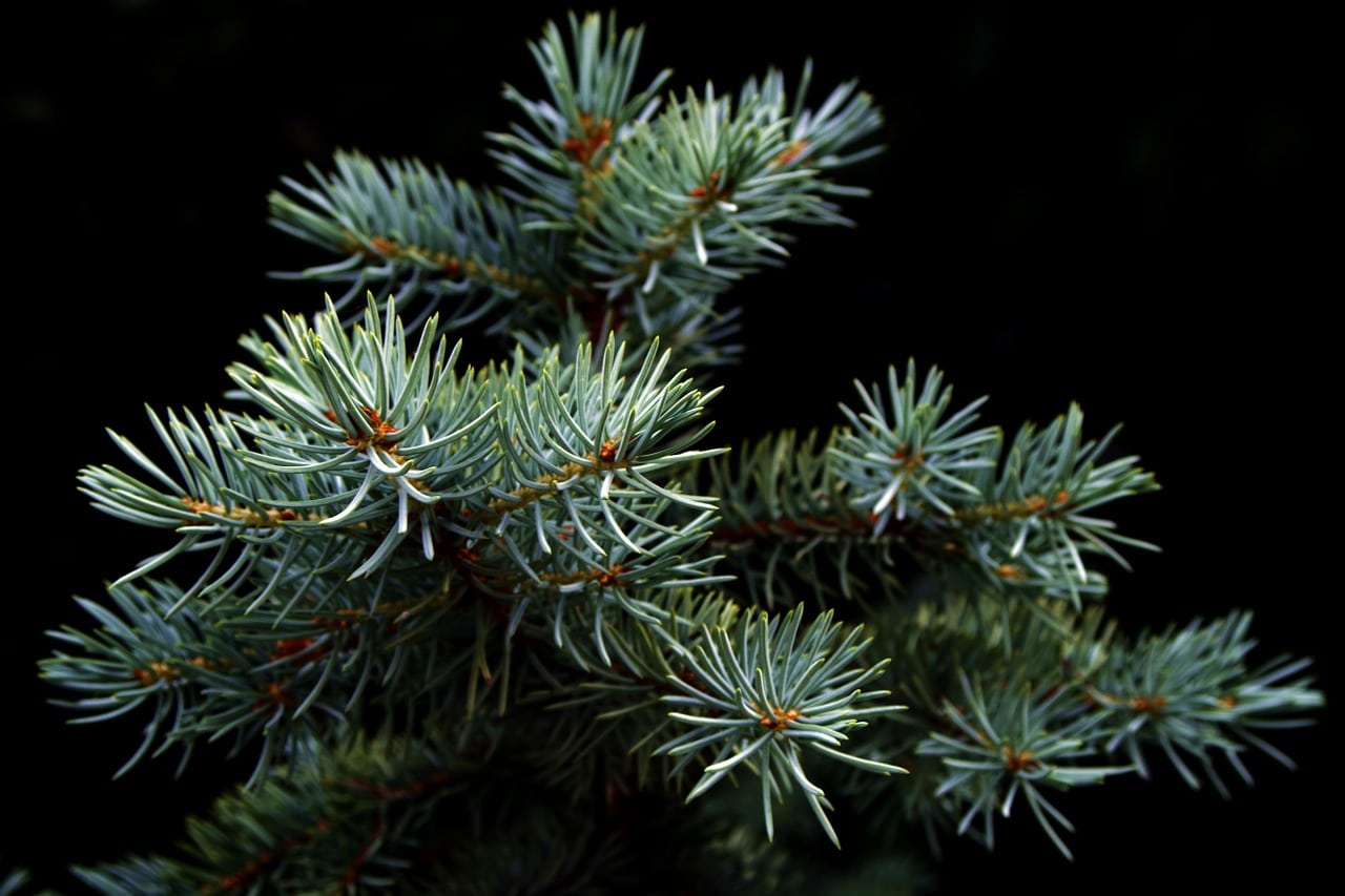 christmas-tree-species