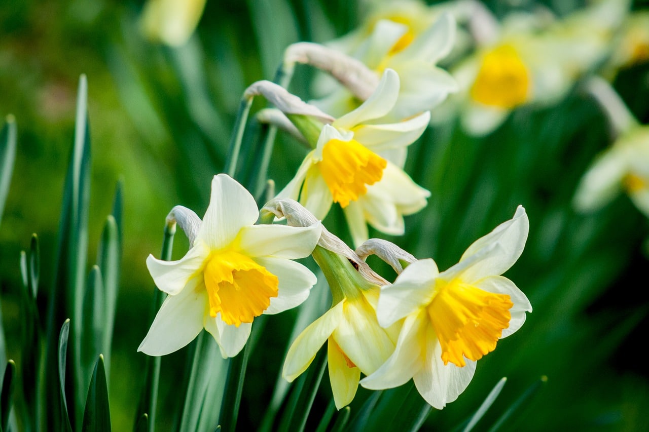 daffodil-1446420_1280